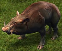 Juvenile Boar.jpg