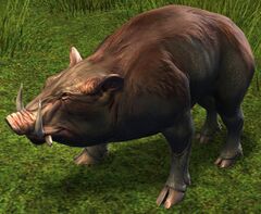 Juvenile Boar.jpg