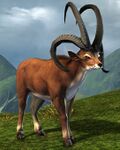 Longhorn Sheep (Kryta).jpg