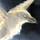 Mini Svelicht the Fog Raven.png