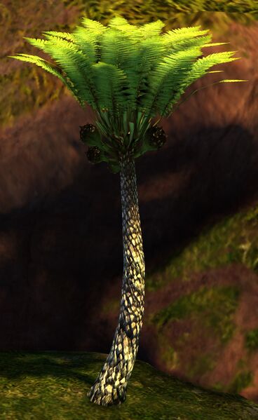 File:Palm Sapling.jpg