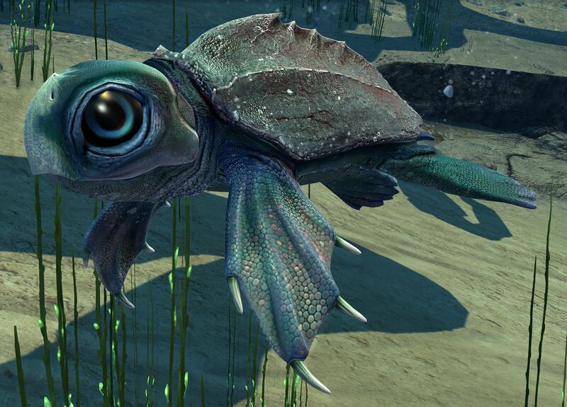 File:Sea Turtle (Castora).jpg