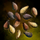 Varietal Sesame Seed.png
