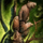 Yggdrasil.png