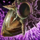 Sunspear Wallshield.png
