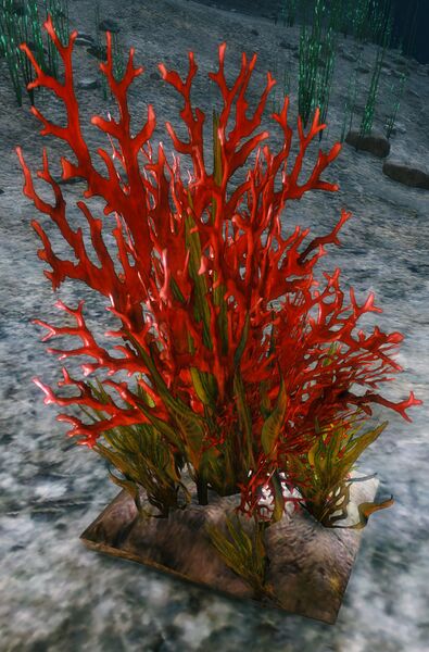 File:Coral.jpg