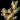 Ginger Root.png