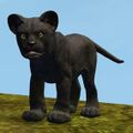 Jaguar Cub.jpg
