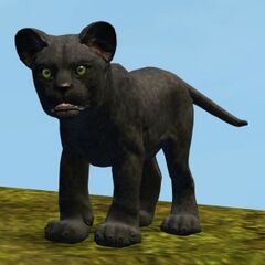 Jaguar Cub.jpg