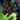 Mini Risen Brute.png