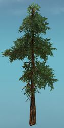 Sparse Drizzlewood Coast Tree.jpg