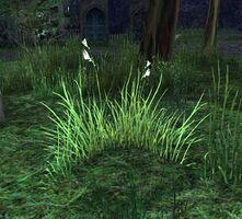 Unidentified Plant (white).jpg