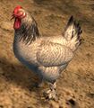 Year of the Rooster