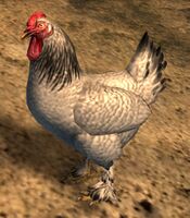 Wild Chicken.jpg