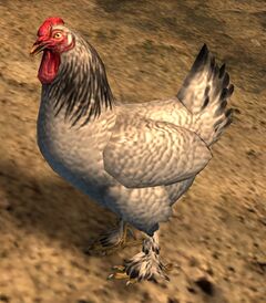 Wild Chicken.jpg