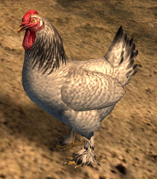 File:Wild Chicken.jpg