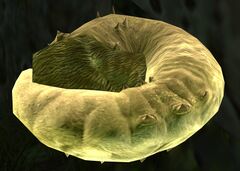 Golden Slubling.jpg