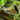 Jungle Magics- Warhorn Edition.png