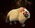 Lady Wisteria Whiskington.jpg