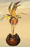 Potted Reaching Gold Fern side.jpg