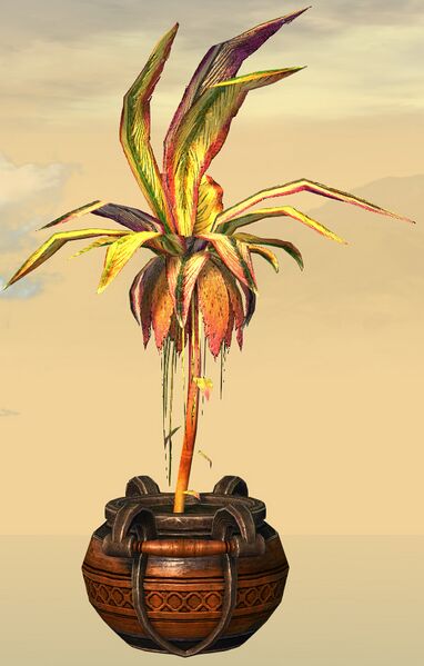 File:Potted Reaching Gold Fern side.jpg