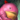 Mini Poowulpi the Persnicketous.png