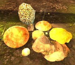 Mushrooms.jpg