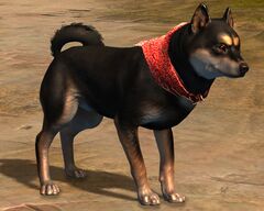 Black and Tan Shiba Inu.jpg