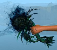 Dreamthistle Focus.jpg