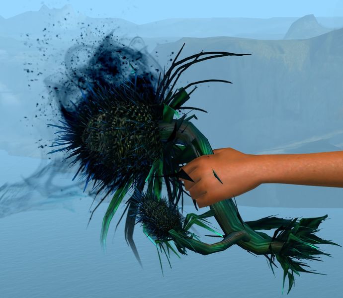 File:Dreamthistle Focus.jpg