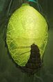 Ensolyss' Cocoon (before the fight starts in story)