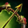 Flame Serpent Short Bow.png