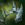 Leystone Cowl.png