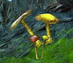 Oasis Mushroom.jpg