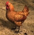 Chicken.jpg