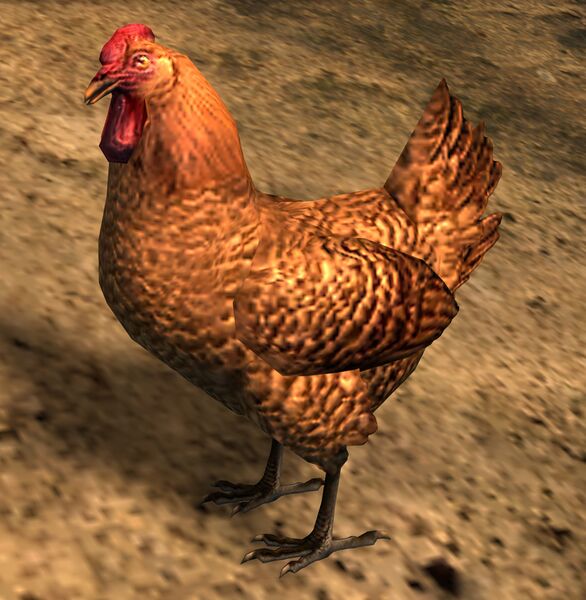 File:Chicken.jpg