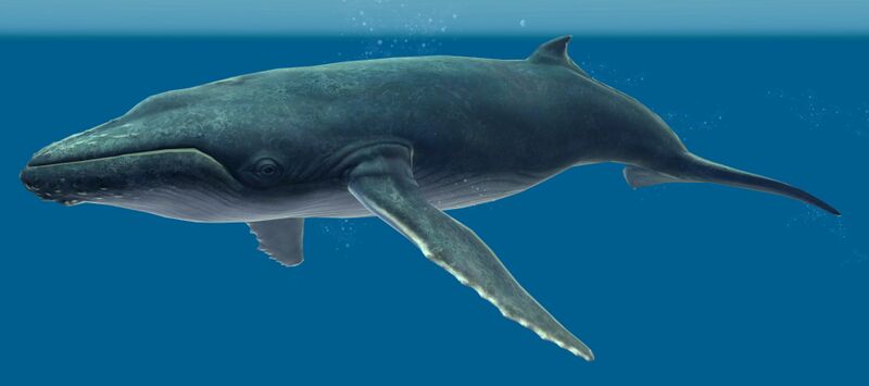 File:Humpback Whale.jpg