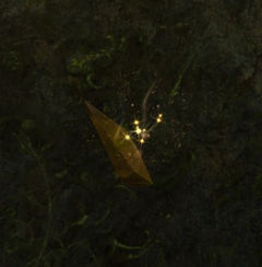Shiny Wyvern Crystal.jpg