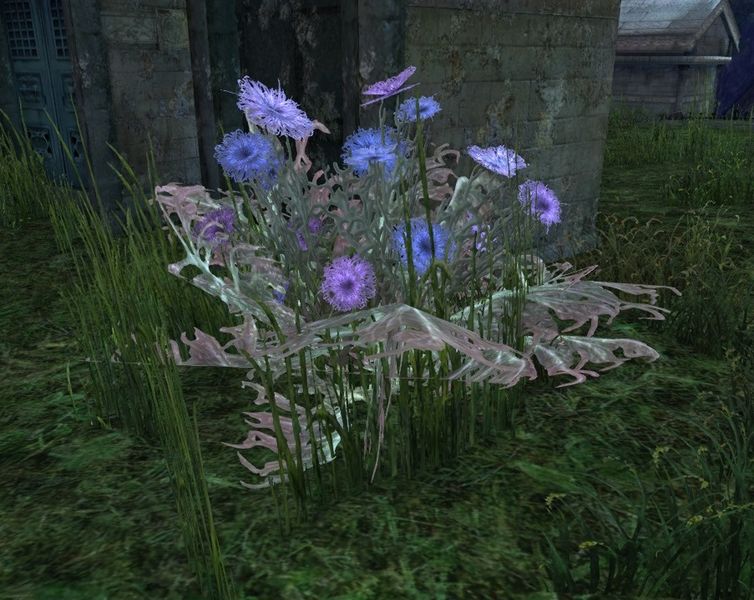 File:Unidentified Plant.jpg