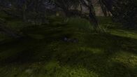Soldier 1 — Under the windswept trees.