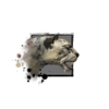 Snow Leopard