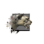 Juvenile Snow Leopard.png