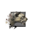 Juvenile Snow Leopard.png