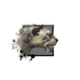 Juvenile Snow Leopard.png