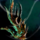 Mordremoth's Voice.png