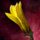Yellow Sparaxis.png
