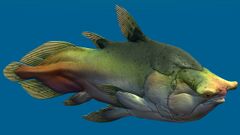 Coelacanth.jpg