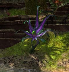 Cultivated Vine Seed Flower.jpg