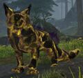 Mistburned Warclaw.jpg