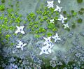 Crystal-Clear Water closeup.jpg